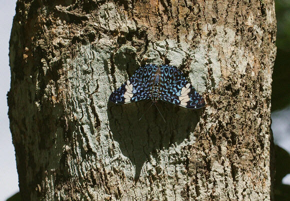 Hamadryas%20amphinome%20092a - Learn Butterflies