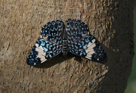 Hamadryas%20amphinome%20094a - Learn Butterflies