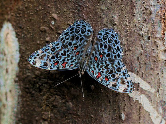 Amazon Blue Cracker