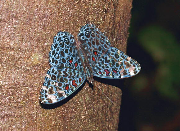 Hamadryas%20chloe%200073 001a - Learn Butterflies