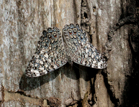 Hamadryas%20februa%20043b - Learn Butterflies