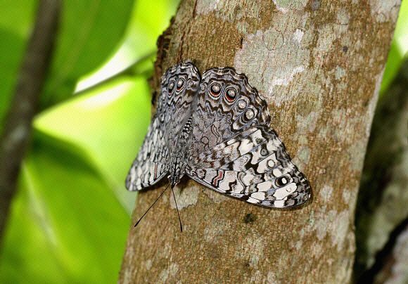 Hamadryas%20februa%20044c - Learn Butterflies