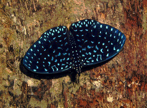 Velutina Cracker