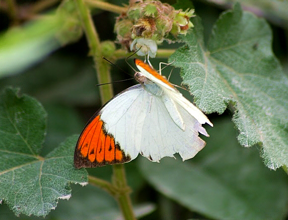 Great Orange-tip Hebomoia glaucippe