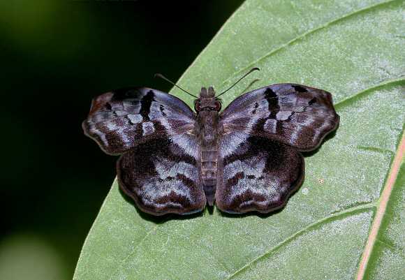 Squared Bent-Skipper