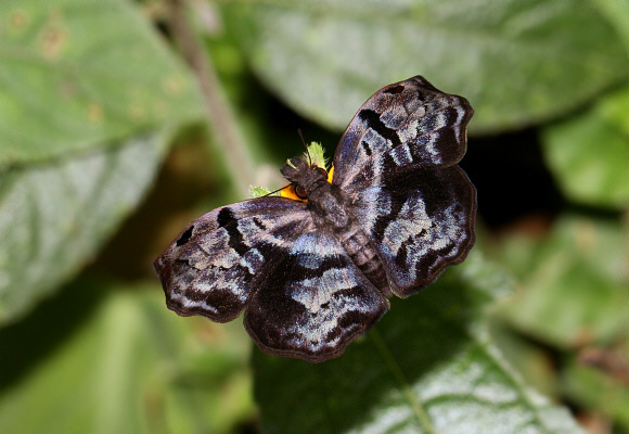 Godman’s Bent-Skipper