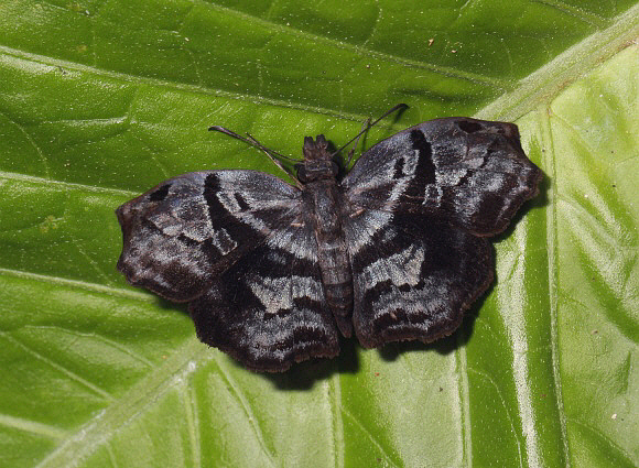 Helias phalaenoides, Satipo, Peru - Adrian Hoskins