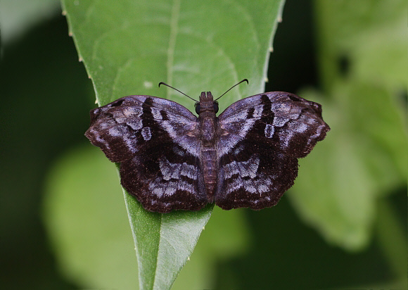 Marbled Bent-Skipper