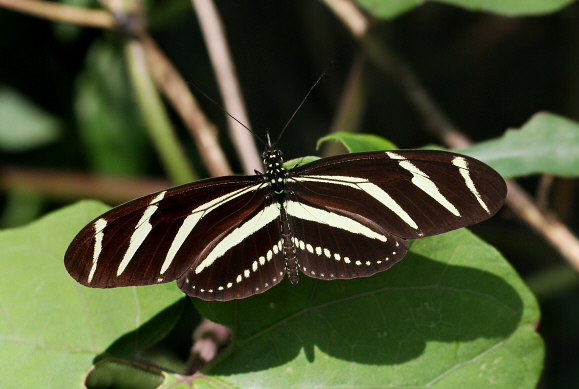 Heliconius%20charithonia%204192 001a - Learn Butterflies