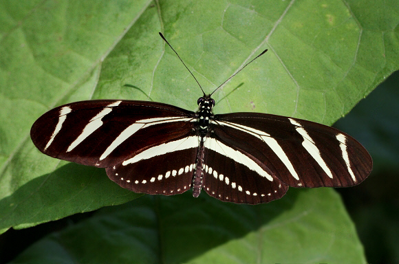 Zebra Longwing