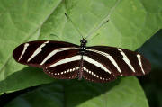 Heliconius%20charithonia%204202 001a small - Learn Butterflies