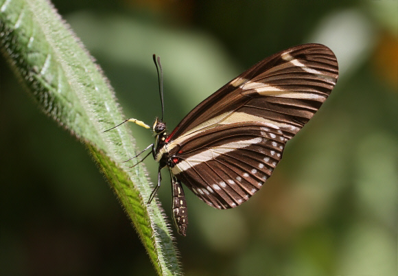 Heliconius%20charithonia%204233 001a - Learn Butterflies