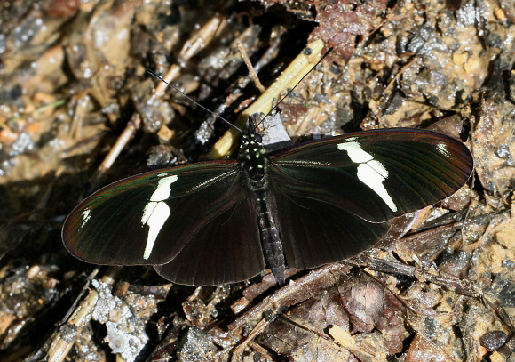 Montane Longwing