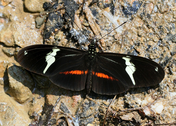 Heliconius clysonymus clysonymus, Tatama NP, Colombia