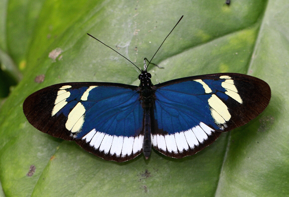 Heliconius%20cydno%20cydnides%204470 002b - Learn Butterflies