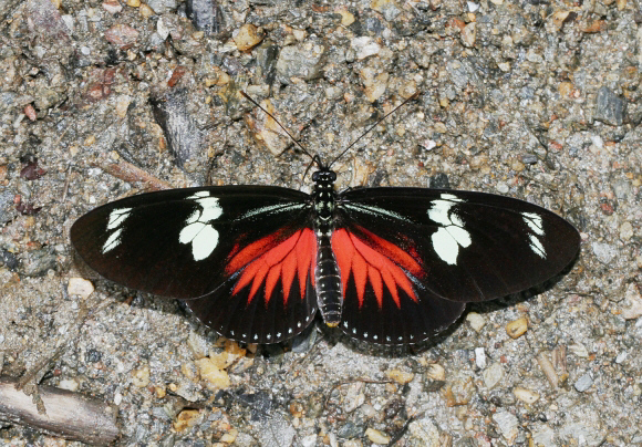 Heliconius%20doris%20dives%203423 001a - Learn Butterflies