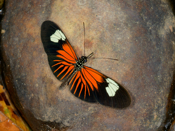 Heliconius%20erato%20021a - Learn Butterflies