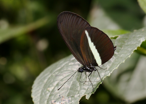 Heliconius%20erato%20chestertonii%204146 001a - Learn Butterflies