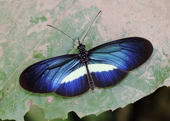 Heliconius%20erato%20chestertonii%204245 001b - Learn Butterflies