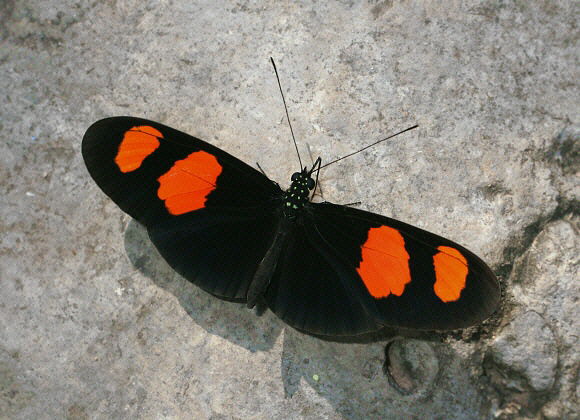 Heliconius%20erato%20microclea%203849 001b - Learn Butterflies