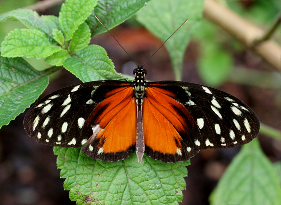 Polymorphic Longwing