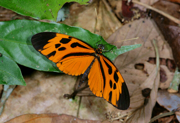 Tiger Mimic Longwing