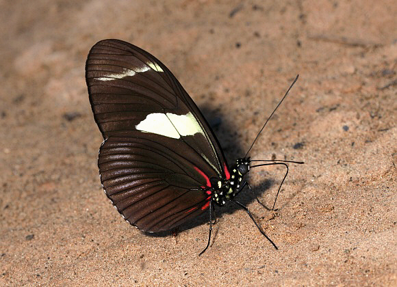 Heliconius%20wallacei%200375 001a - Butterflies Store