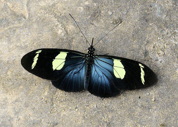Heliconius%20wallacei%200433 001a - Learn Butterflies