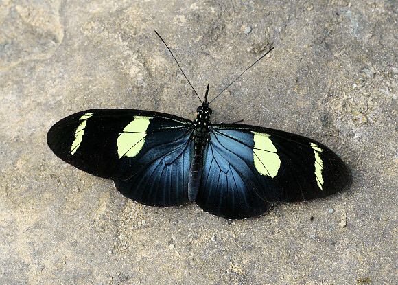 Wallace’s Longwing