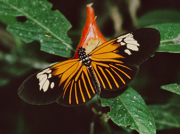 Xanthocles Longwing