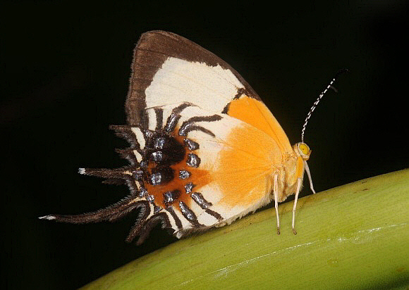 Spider-wing Cupid