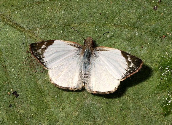 Alana White Skipper