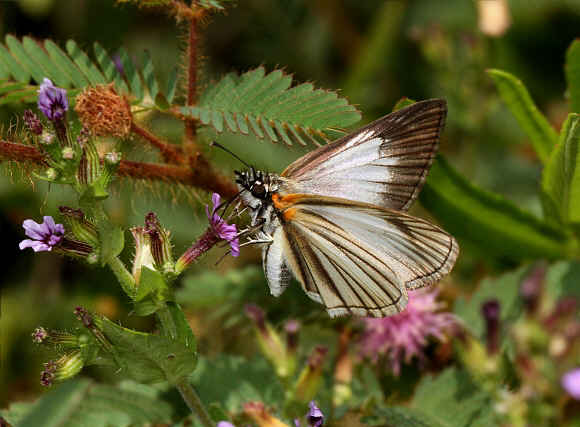 Heliopetes arsalte, Santa Fe de Antioquoia, Colombia - Adrian Hoskins