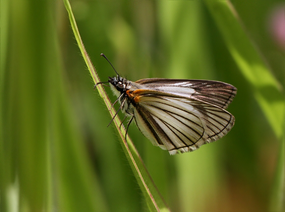 Veined White Skipper