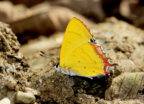 Heliophorus brahma, Yoksam, West Sikkim, India – Adrian Hoskins