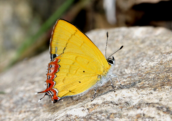 Heliophorus brahma, Kalejnada, West Sikkim, India – Adrian Hoskins