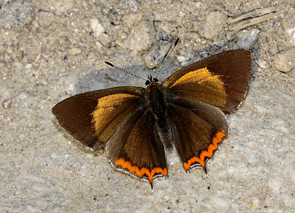 Heliophorus brahma, Yoksam, West Sikkim, India – Adrian Hoskins