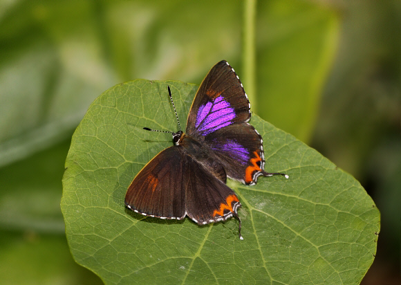 Heliophorus epicles, Ultapani, Assam, India - Adrian Hoskins