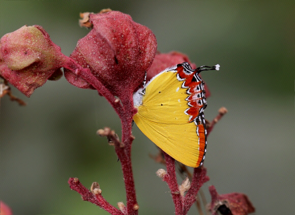 Heliophorus epicles, Chilapata, West Bengal, India - Adrian Hoskins