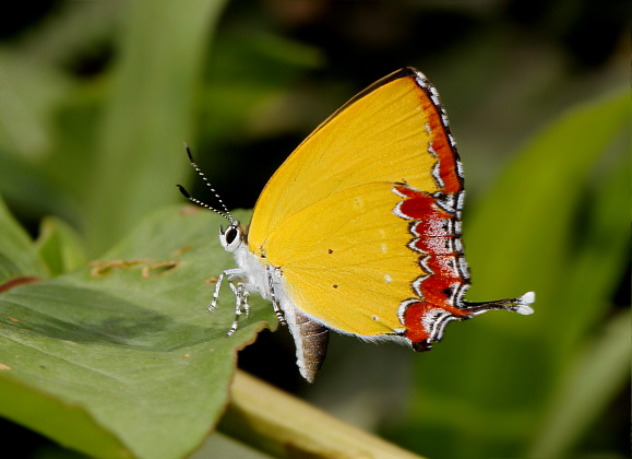 Heliophorus epicles, Ultapani, Assam, India - Adrian Hoskins