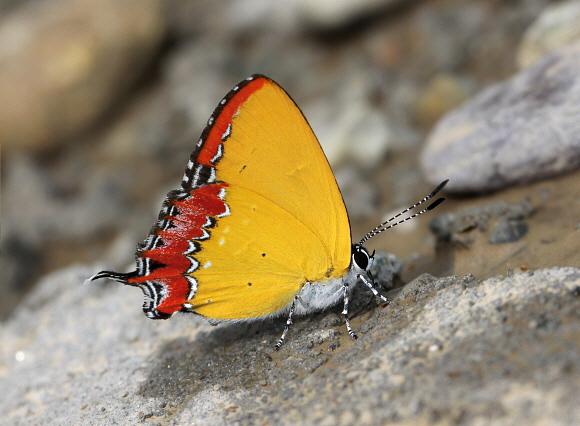 Heliophorus epicles, Ultapani, Assam, India - Adrian Hoskins