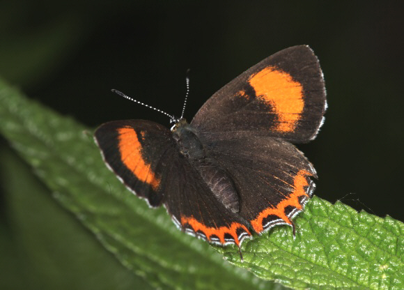 Heliophorus moorei saphir female, Kangding, Sichuan, China – Tony Hoare