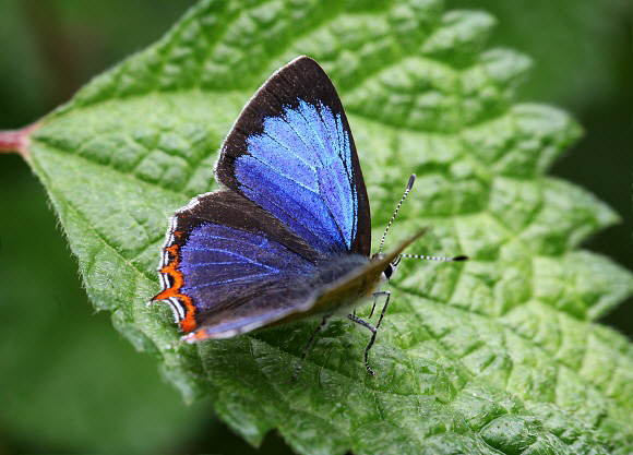 Eastern Azure Sapphire