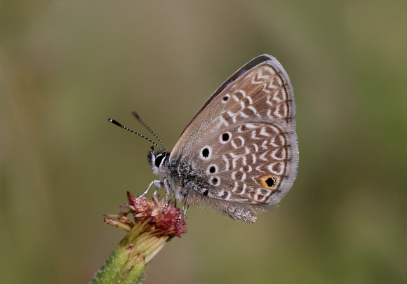 Hemiargus hanno bogotana, Santa Fe de Antioquoia, Colombia - Adrian Hoskins