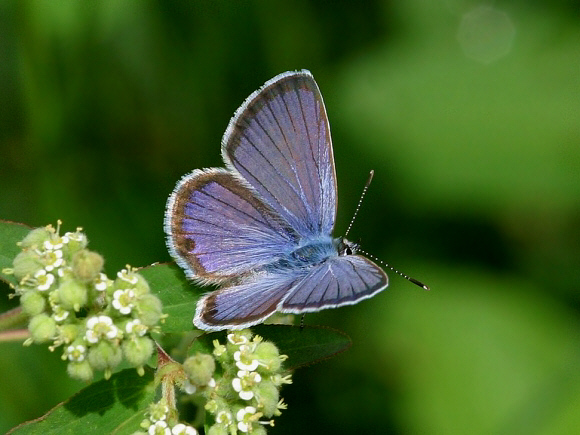 Ceraunus Blue