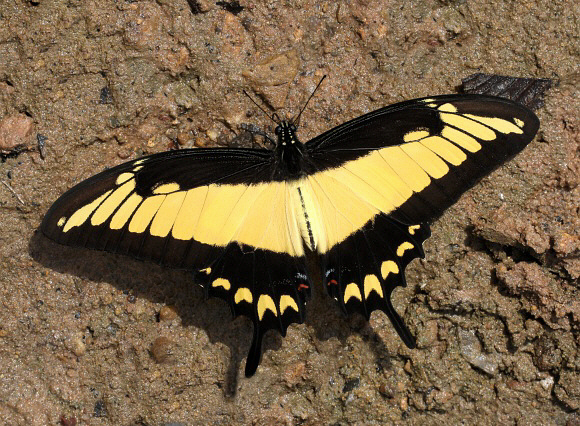 Broad-banded Swallowtail