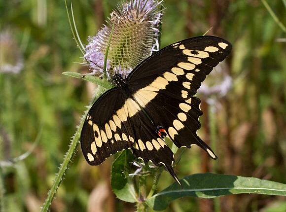 Giant Swallowtail