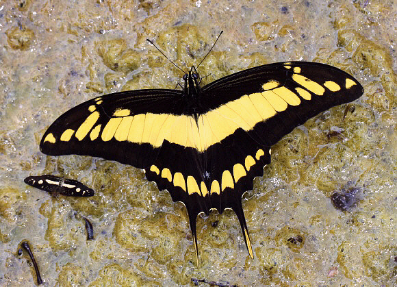 King Page Swallowtail