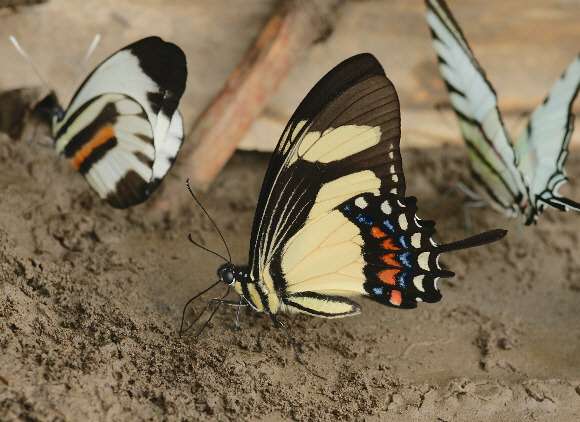 Torquatus Swallowtail