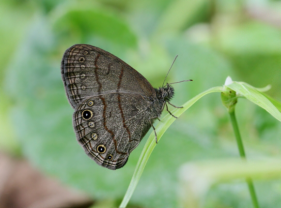 Cucullina Ringlet